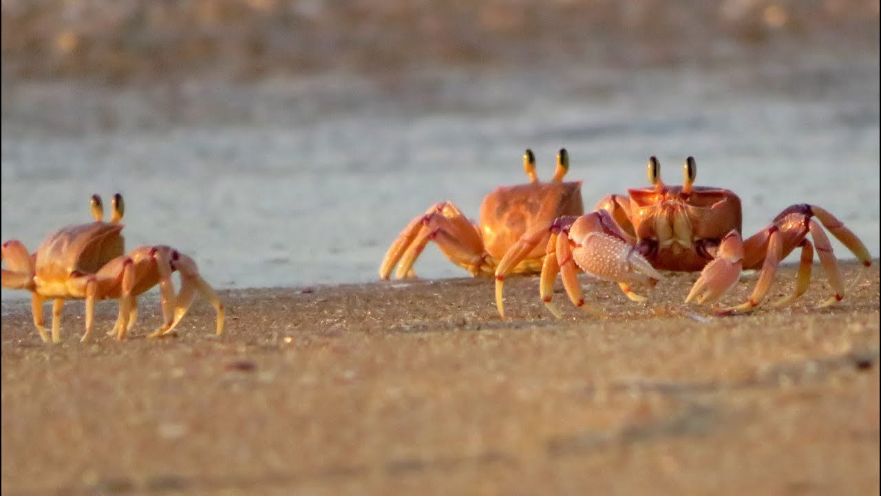 Coquina Beach Seafood and Music Festival: A Coastal Celebration of Flavor and Rhythm